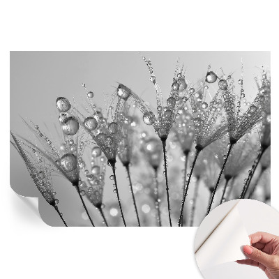 Fototapeta samoprzylepna na ścianę Mokra delikatność