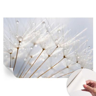 Tapeta fotograficzna samoprzylepna Rosy dmuchawiec