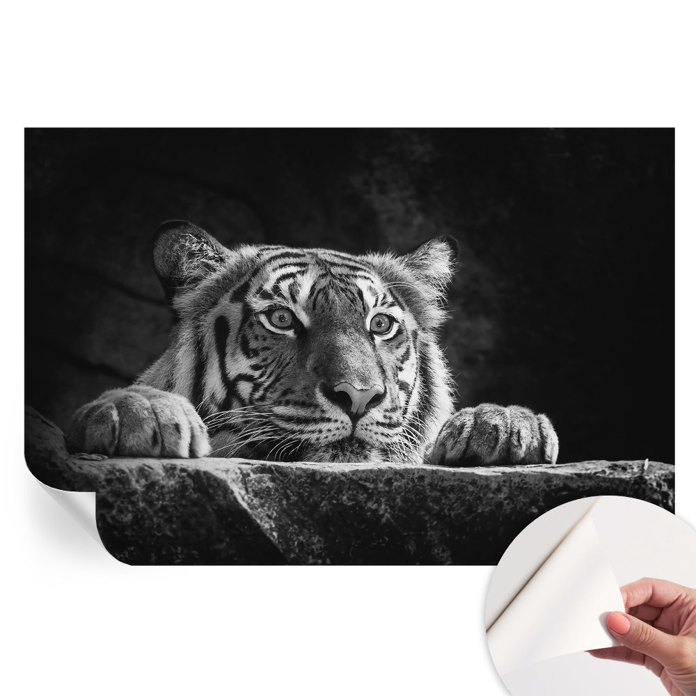 Fototapeta samoprzylepna do salonu Drapieżne spojrzenie