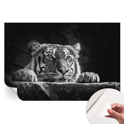 Fototapeta samoprzylepna do salonu Drapieżne spojrzenie