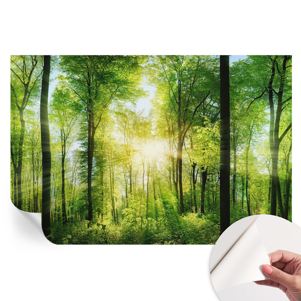 Fototapeta samoprzylepna na ścianę Leśna harmonia