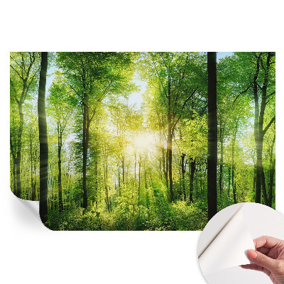 Fototapeta samoprzylepna na ścianę Leśna harmonia