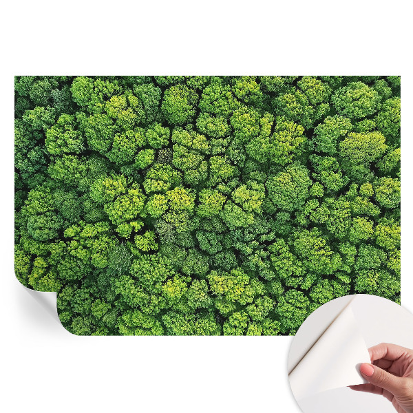 Fototapeta samoprzylepna na ścianę Leśna panorama