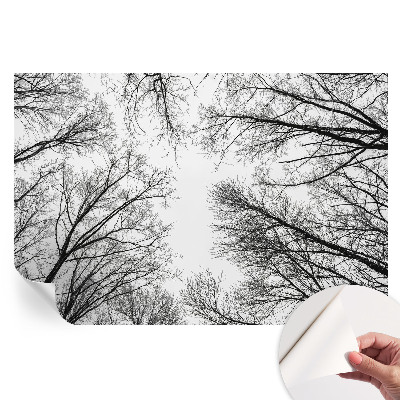 Samoprzylepna fototapeta Nagie gałęzie do salonu