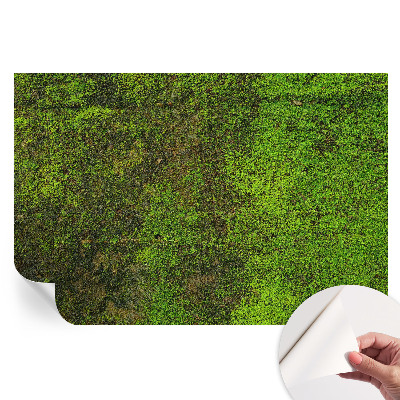 Fototapeta samoprzylepna do sypialni Zielony dywan