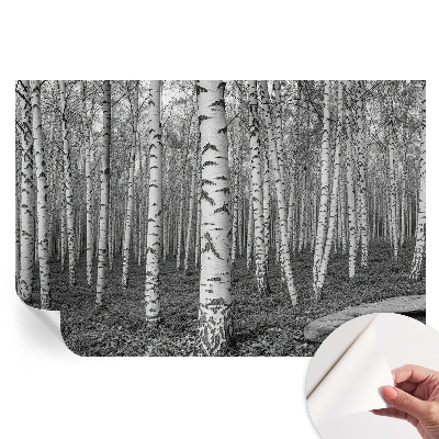 Samoprzylepna fototapeta na ścianę Brzozowy las