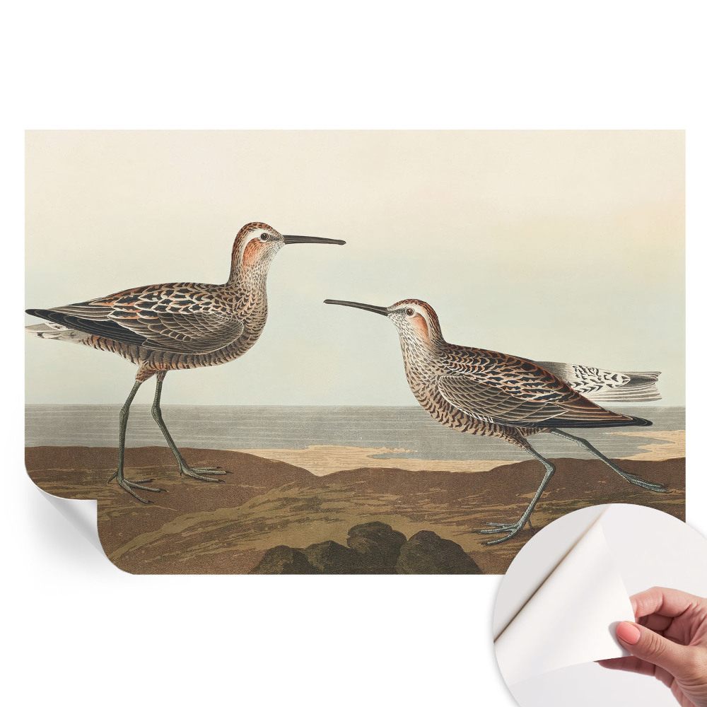 Samoprzylepna tapeta fotograficzna Ptasie sylwetki