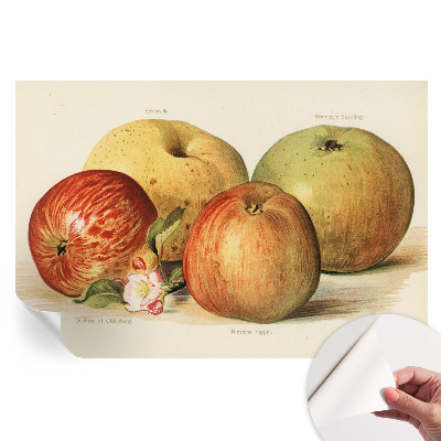 Fototapeta samoprzylepna na ścianę Jabłka kwiaty