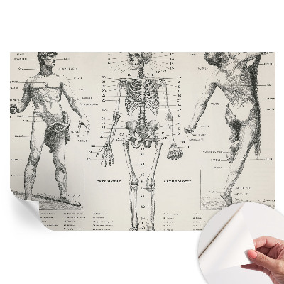 Samoprzylepna fototapeta z motywem klasycznej anatomii do sypialni