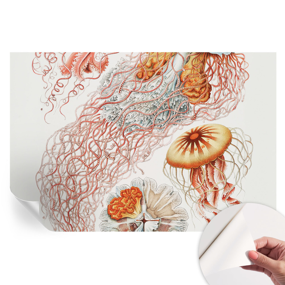 Samoprzylepna fototapeta Fantazyjne meduzy