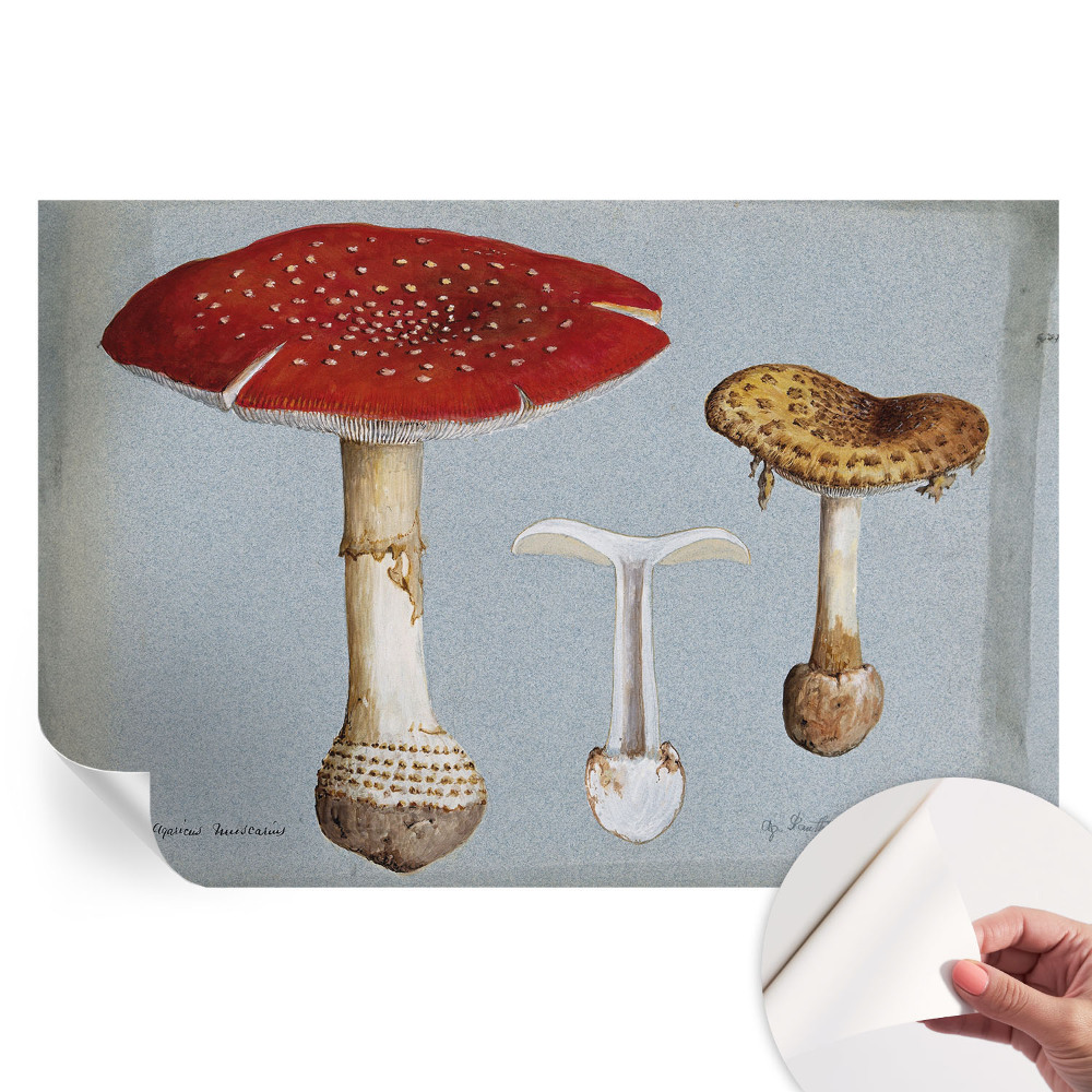 Samoprzylepna fototapeta Grzybowe ryciny