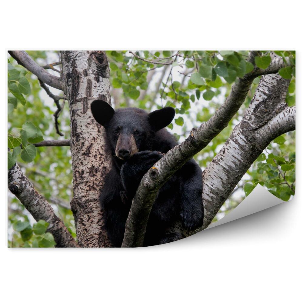 Fototapeta na ścianę Niedźwiadek na drzewie maluszek zwierzę