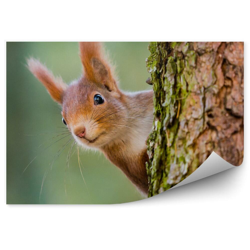 Fototapeta na ścianę Zaciekawiona wiewiórka na drzewie kora pień zbliżenie