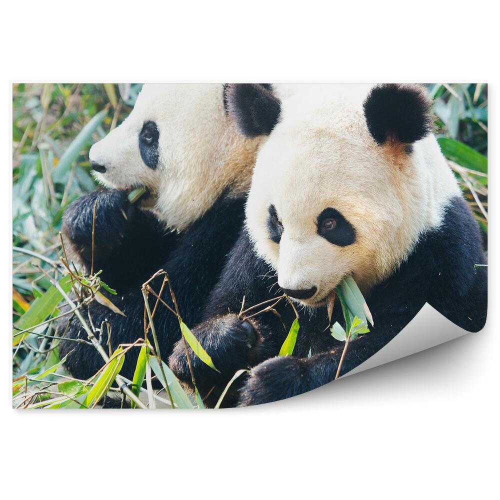 Okleina ścienna Dwie pandy jedzące bambus