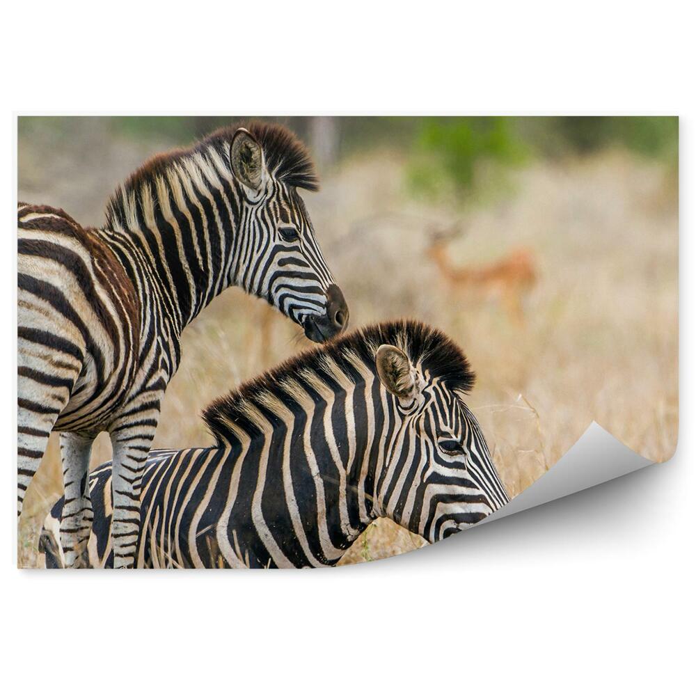 Fototapeta Zebra z młodym na tle wyschniętych traw