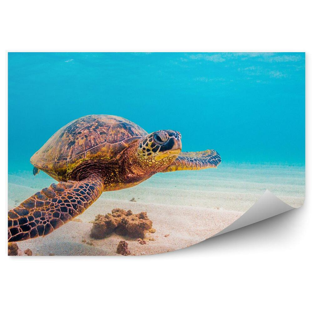 Fototapeta Podwodne życie świat żółw woda piasek