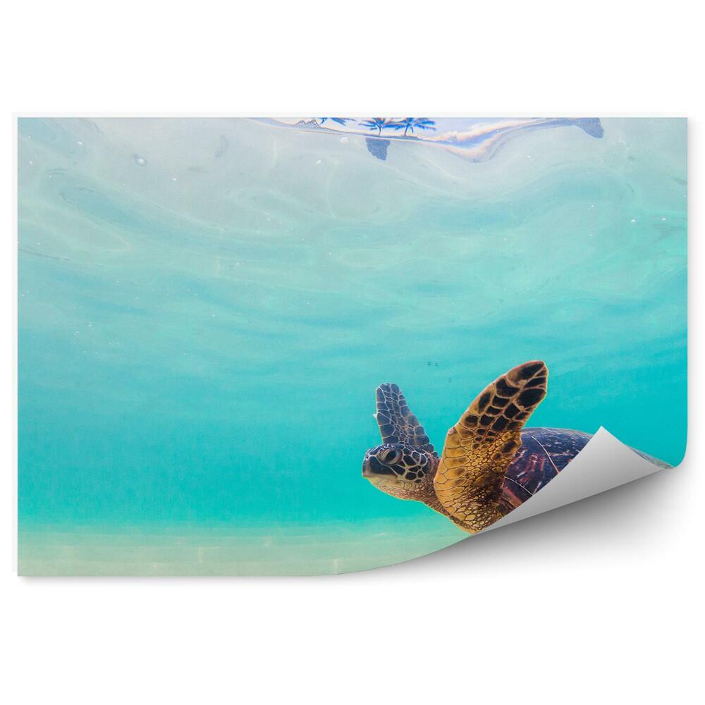 Fototapeta Żółw hawaje błękitna woda palmy