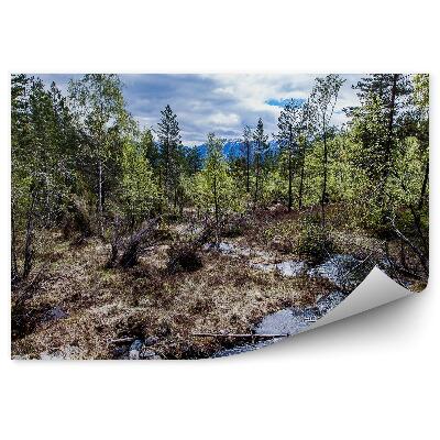 Fotopeta Natura las strumień góry