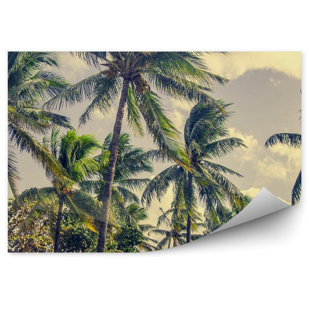 Fototapeta na ścianę Wiatr palmy drzewa egzotyczne roślinność chmury