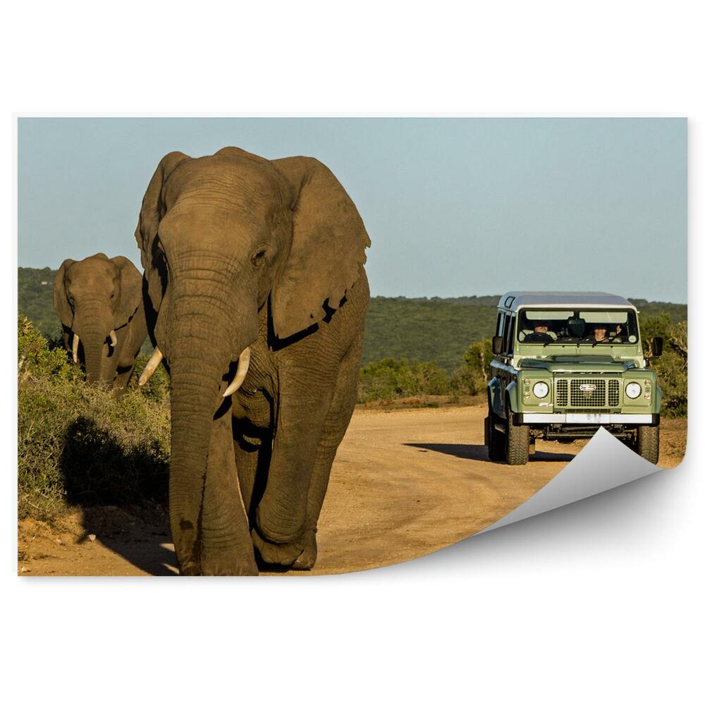 Okleina ścienna Słonie droga turystyka safari auto natura
