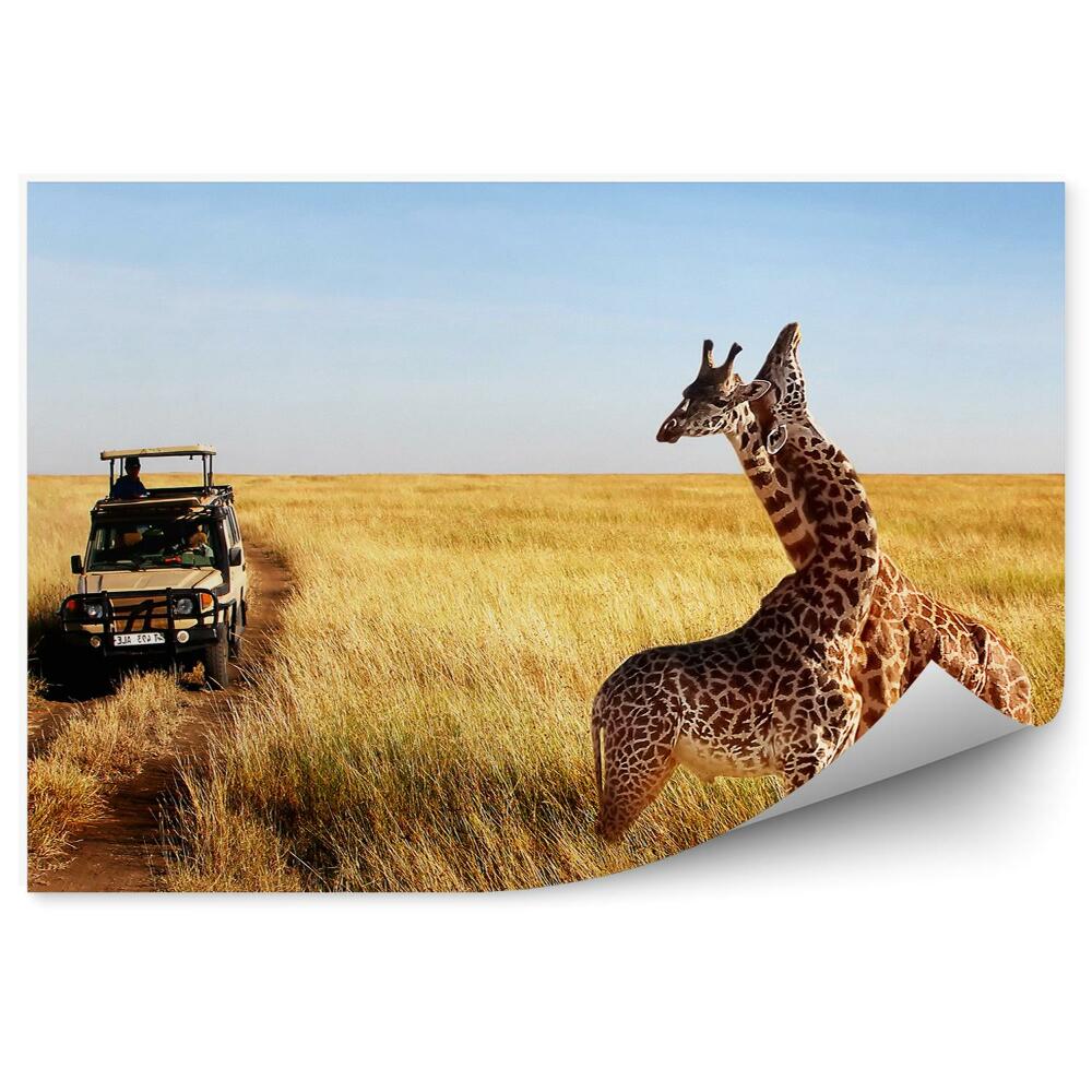 Okleina ścienna Żyrafy zwierzęta pojazd droga natura pejzaż