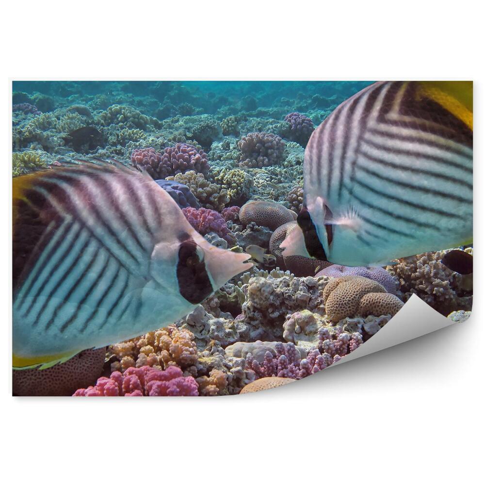 Okleina ścienna Ryba ustnik pawik rafa koralowa
