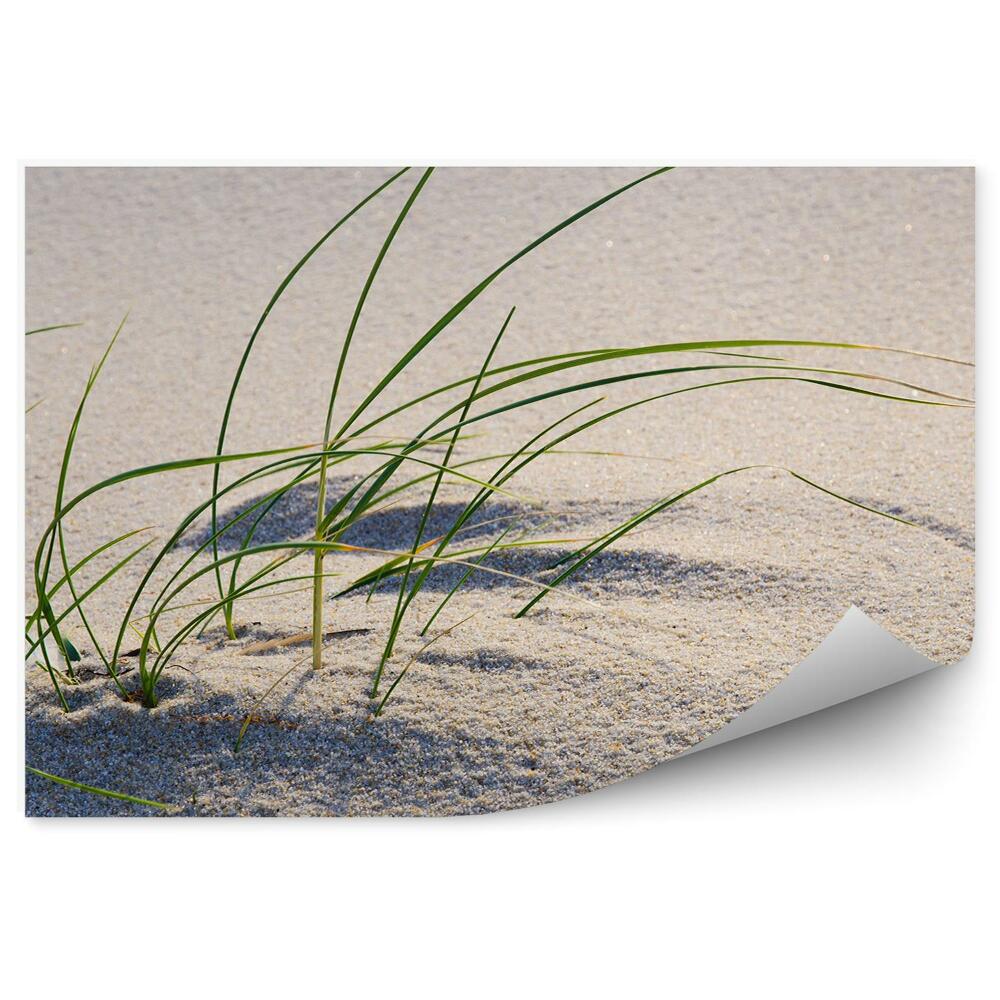 Fototapeta Wydmy plaża trawa