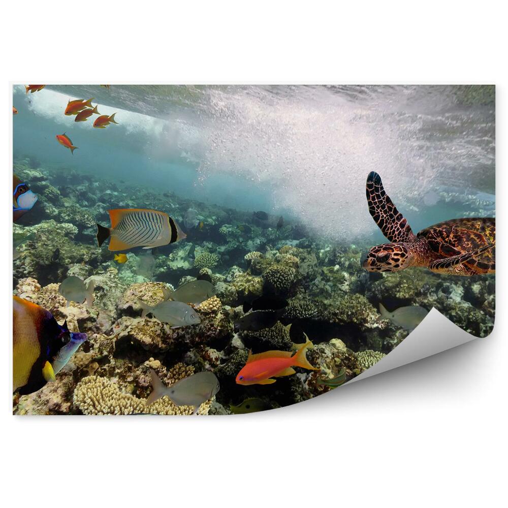 Okleina ścienna Morze ryby żółw zwierzęta wodne rafa