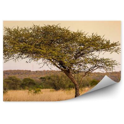 Fototapeta Drzewo akacja trawa drzewa tygrys zachód słońca