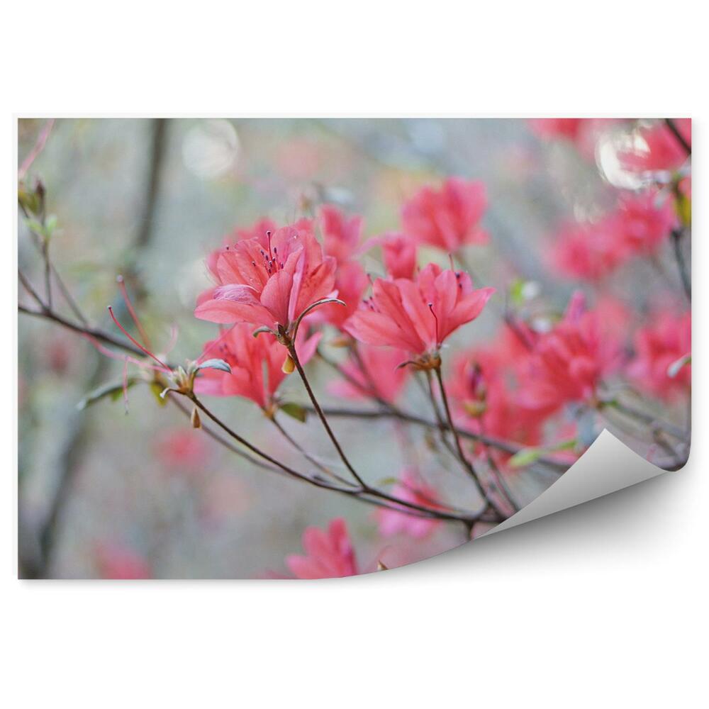 Okleina ścienna Kwiaty rododendron wiosna