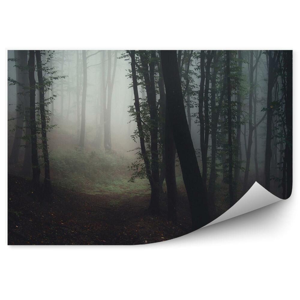 Okleina ścienna Drzewa las ścieżka mgła