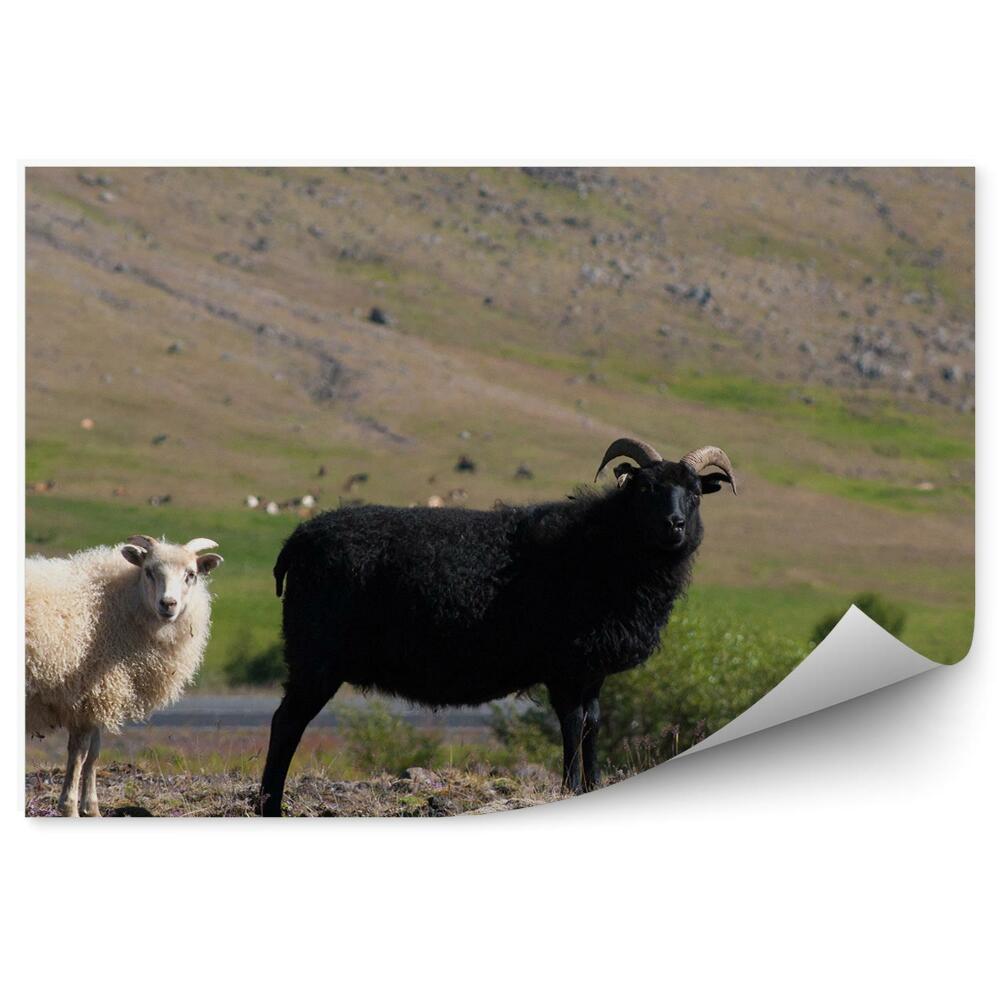 Okleina ścienna Czarno - biała owca pole pastwisko islandia