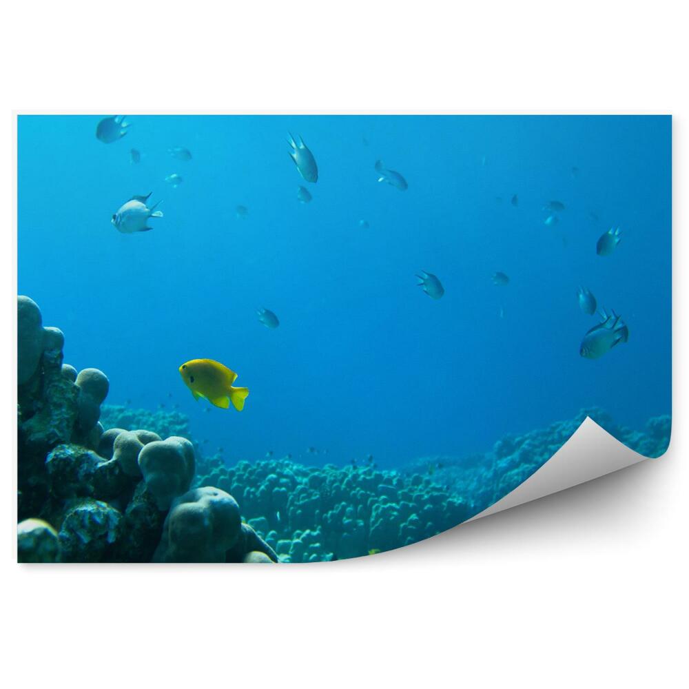 Fototapeta na ścianę Rafa koralowa ryby woda