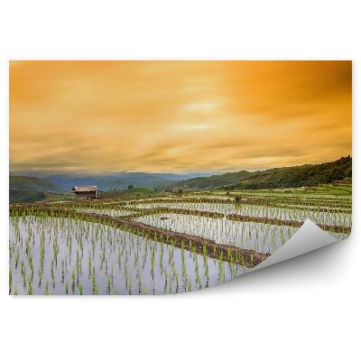 Okleina na ścianę pola ryżowego wieś Chaing budynki zachód słońca drzewa