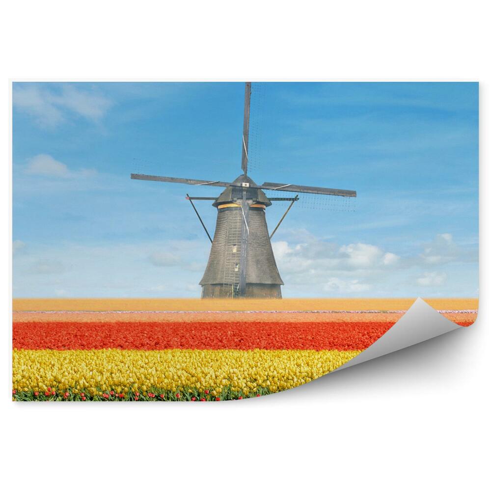 Fototapeta na ścianę Pole tulipanów holandia niebo chmury