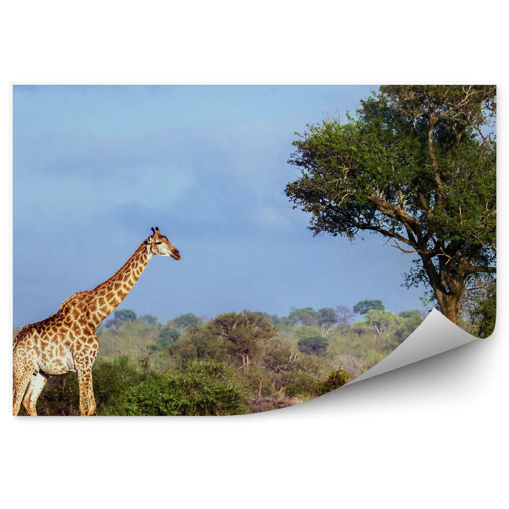 Fototapeta Żyrafa park narodowy rpa afryka
