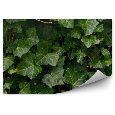 Okleina ścienna Liście bluszczu z bliska