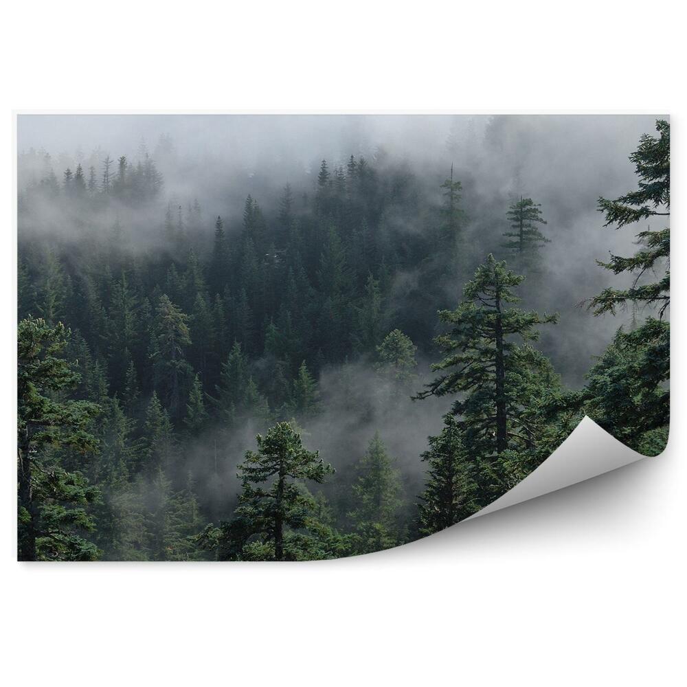 Okleina ścienna Mgła las modrzew