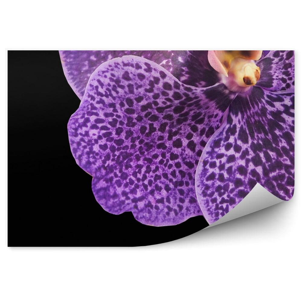 Fototapeta na ścianę Fioletowa orchidea