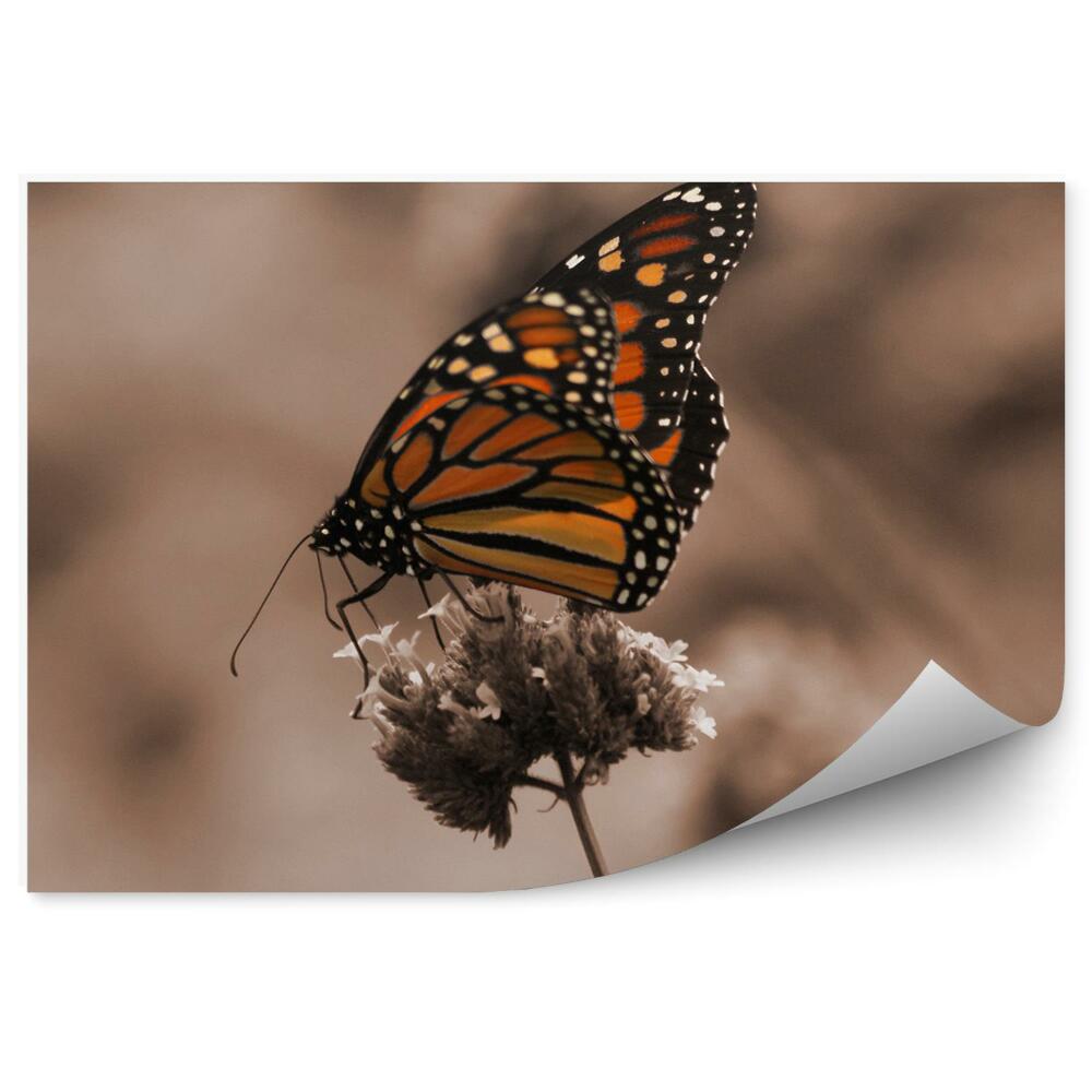Fototapeta Czarno pomarańczowy motyl białe plamki kwiatek