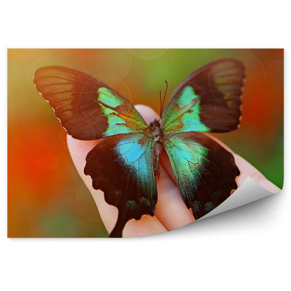 Fototapeta Kobieca dłoń kolorowy czarny zielony motyl