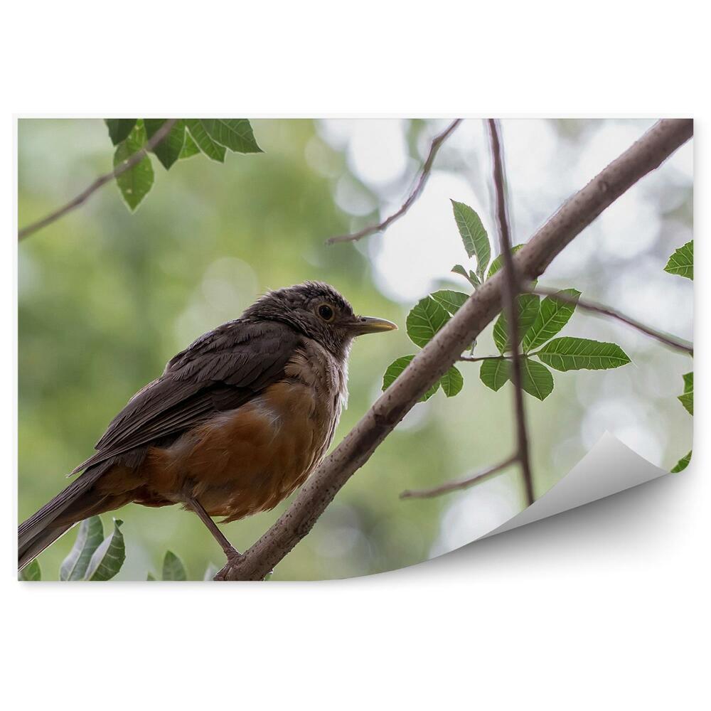 Fototapeta na ścianę Ptaszek siedzący na drzewie gałązki zbliżenie