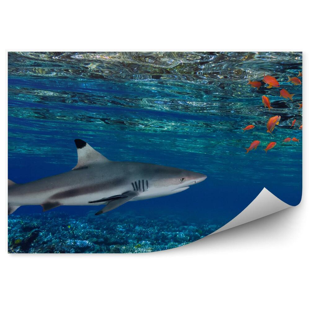 Okleina ścienna Podwodne zdjęcie świata zwierzęt rekin rybki rafa