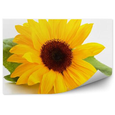 Fototapeta Słonecznik kwiaty