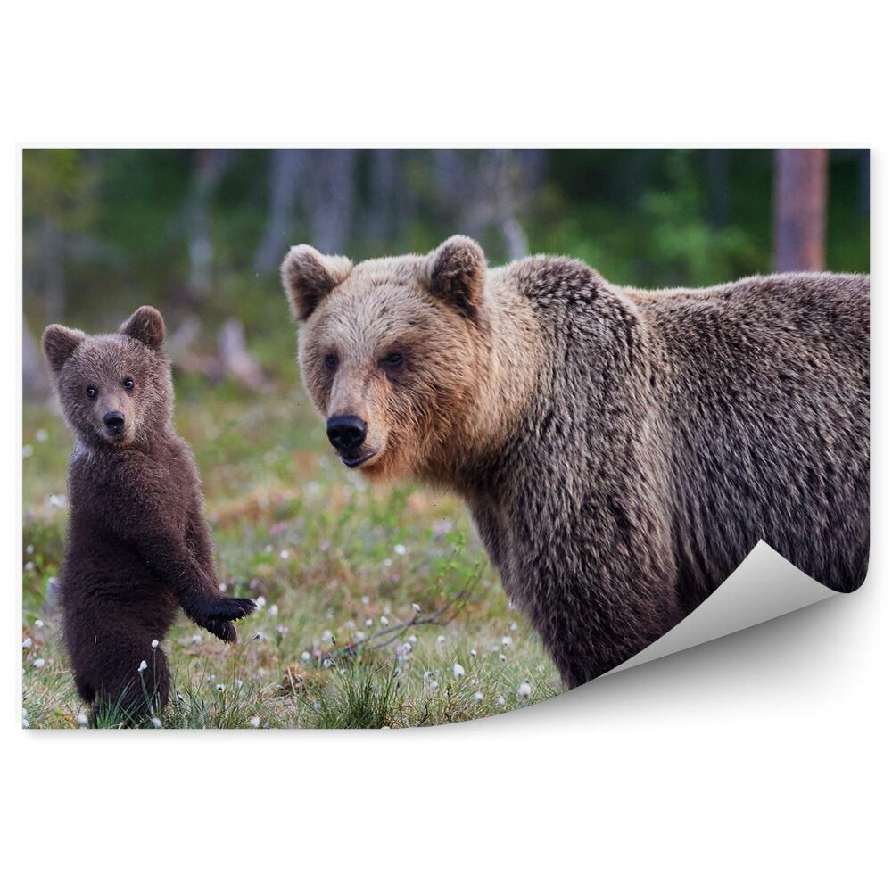 Okleina ścienna Mama niedźwiedź i niedźwiadek