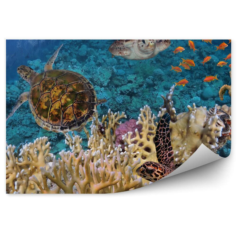 Okleina ścienna Żółwie rybki i rafa koralowa