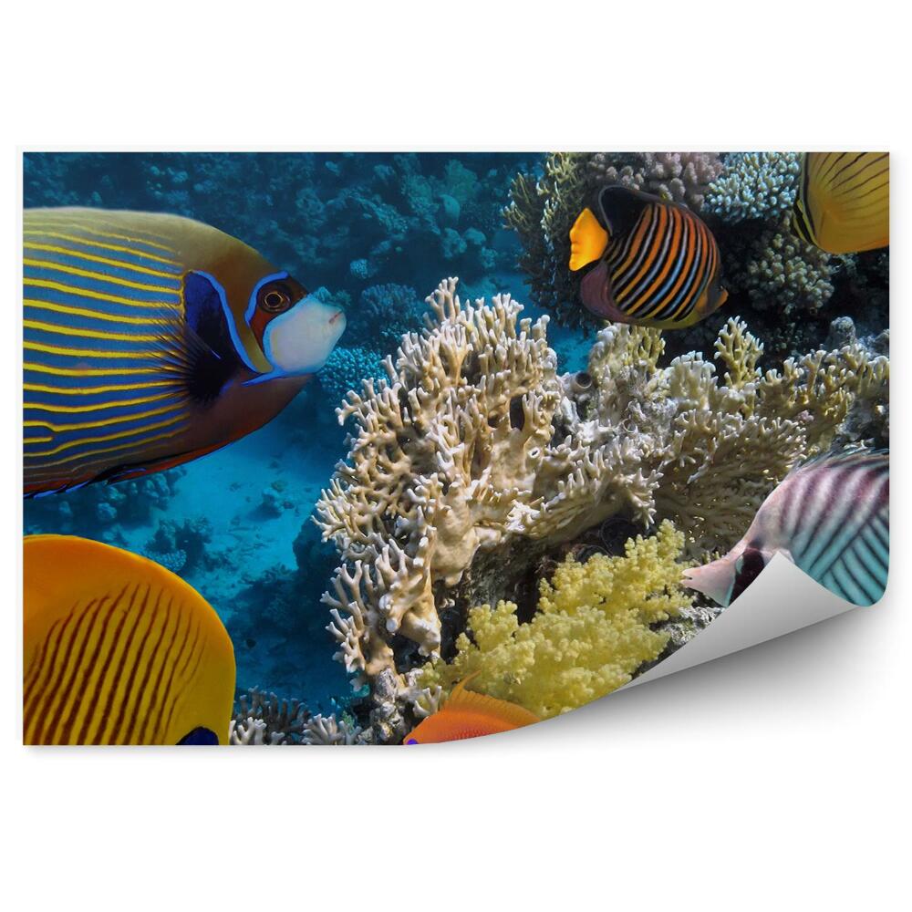 Okleina ścienna Rafa koralowa podwodny krajobraz ryby