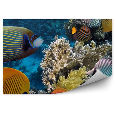 Okleina ścienna Rafa koralowa podwodny krajobraz ryby
