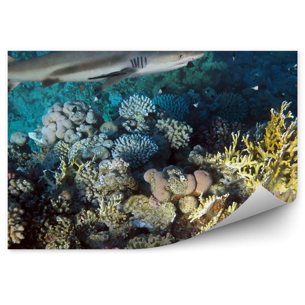 Fototapeta na ścianę Podwodny świat rafa koralowa rekin