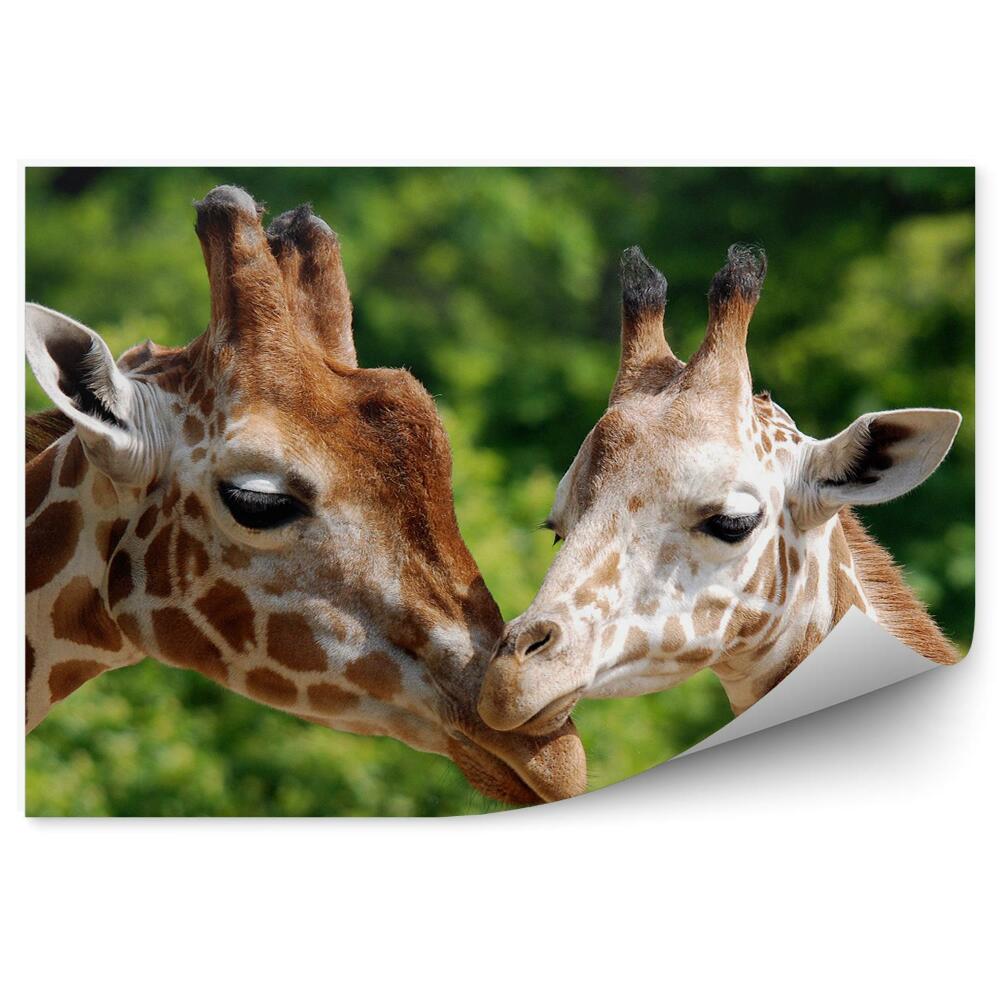 Fototapeta Żyrafy młode miłość natura zwierzęta